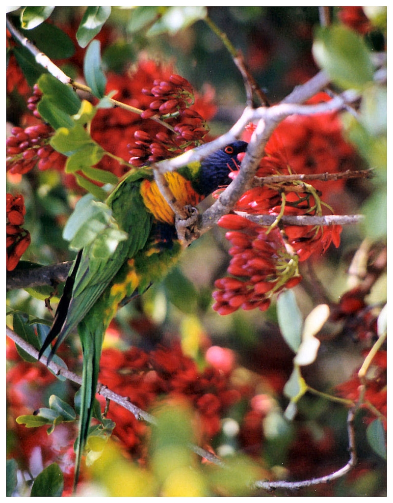 02 - Australie (5).jpg